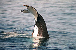 A frisky fluke extension.