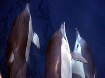 Common Dolphins on bow.
