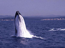Humpback Whale breaching close to ship